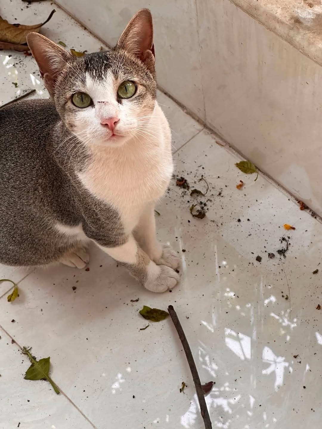 Post 2 by 🐈 Animal Adoptions India 🐕 on Instagram (carousel)