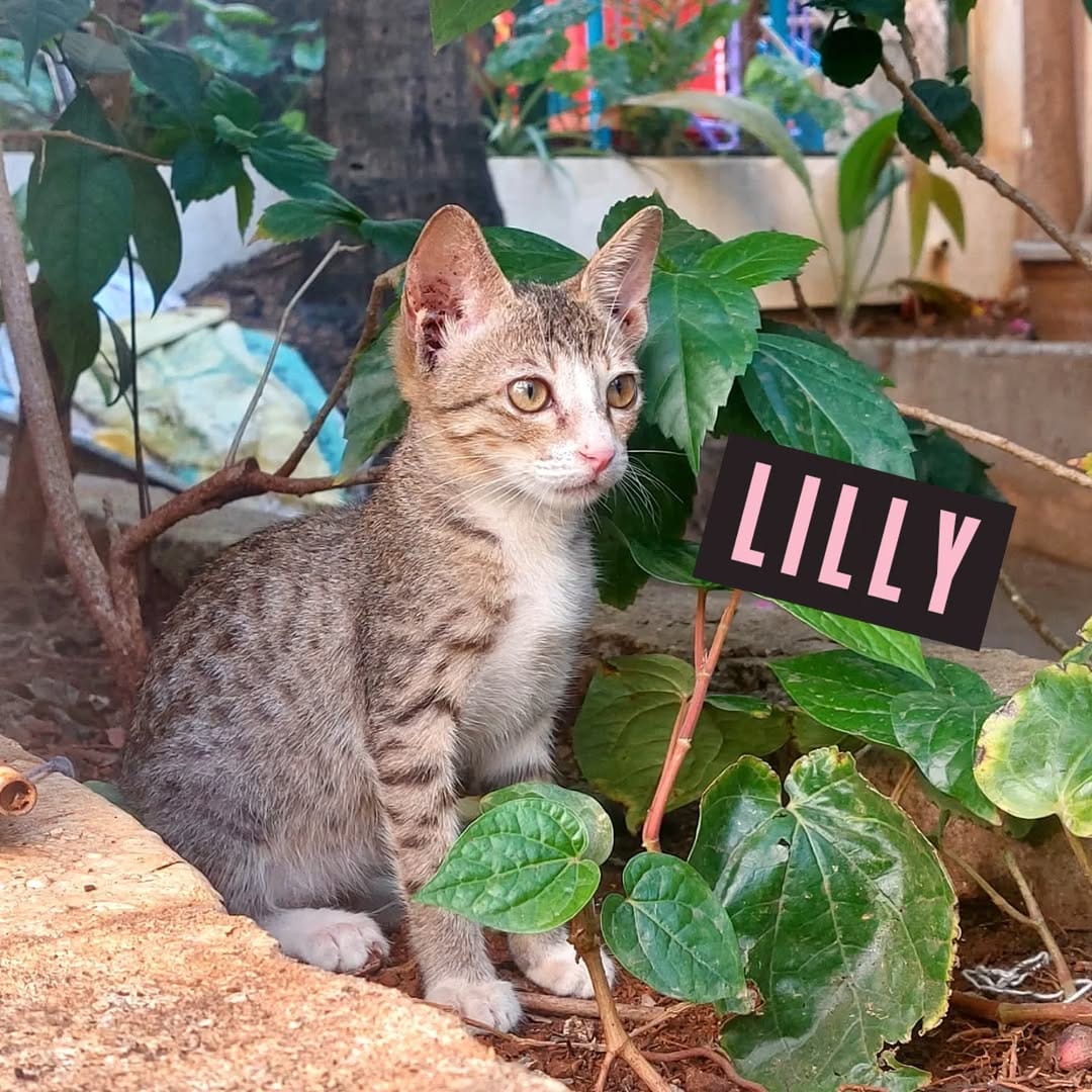 Post 4 by 🐈 Animal Adoptions India 🐕 on Instagram (carousel)