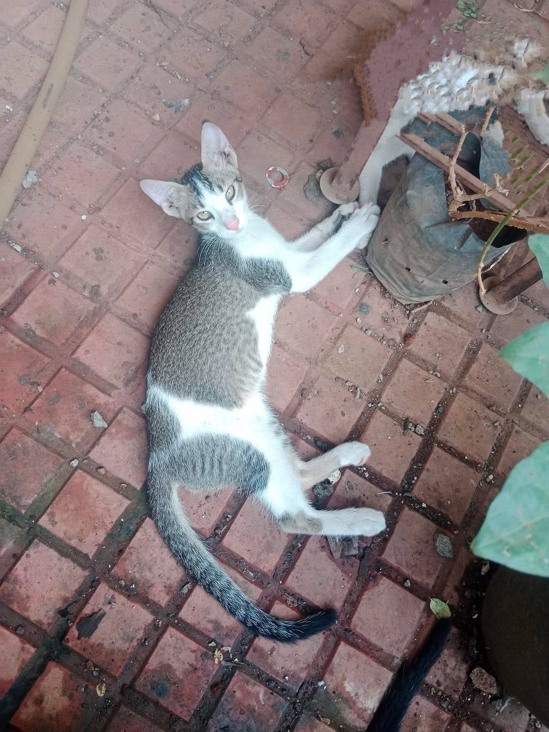 Post 7 by 🐈 Animal Adoptions India 🐕 on Instagram (image)