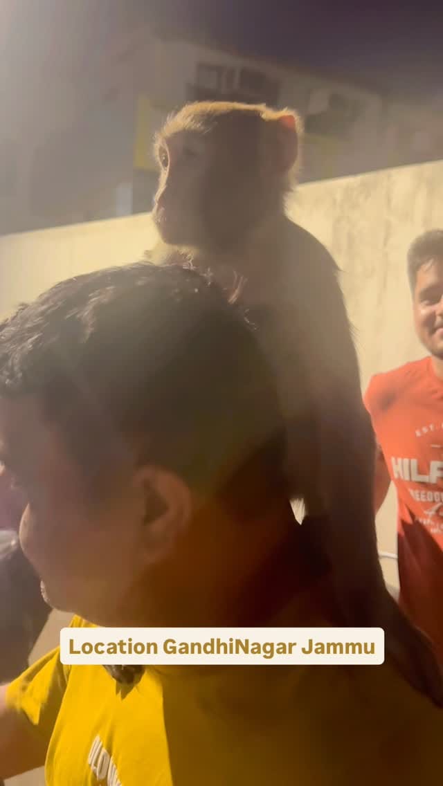 Post 7 by Namrata Hakhoo Shelter Home for Street Animals with Disabilities on Instagram (video)