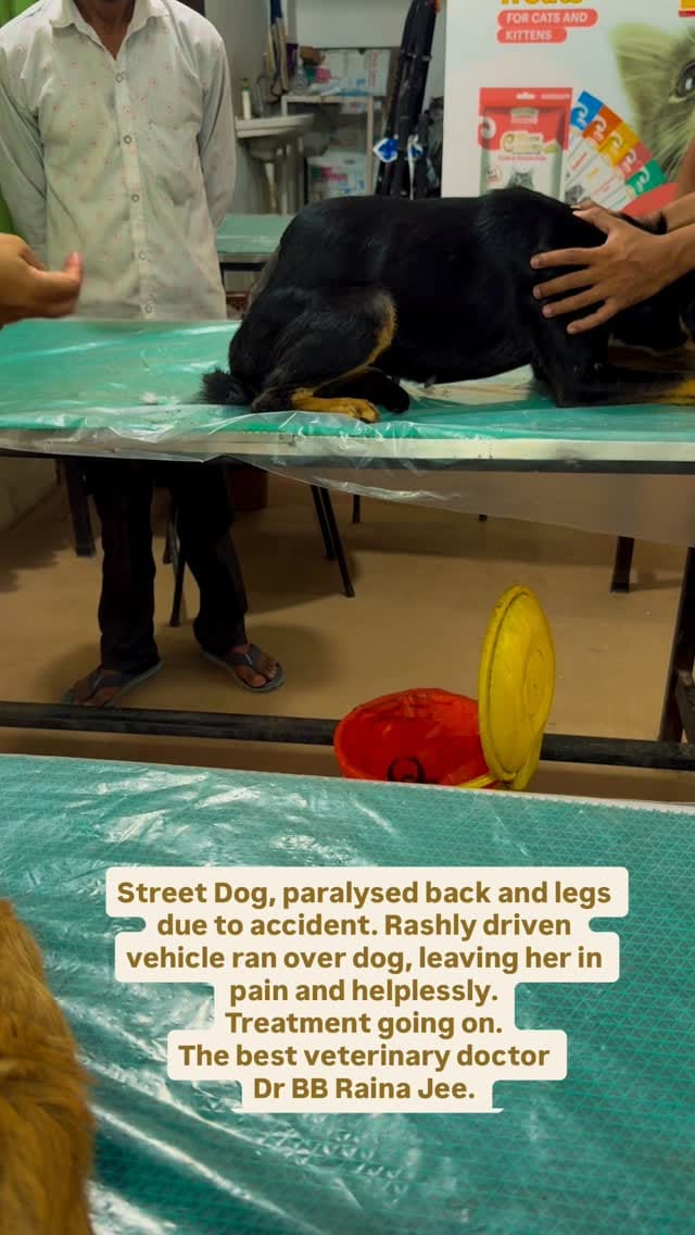 Post 2 by Namrata Hakhoo Shelter Home for Street Animals with Disabilities on Instagram (video)