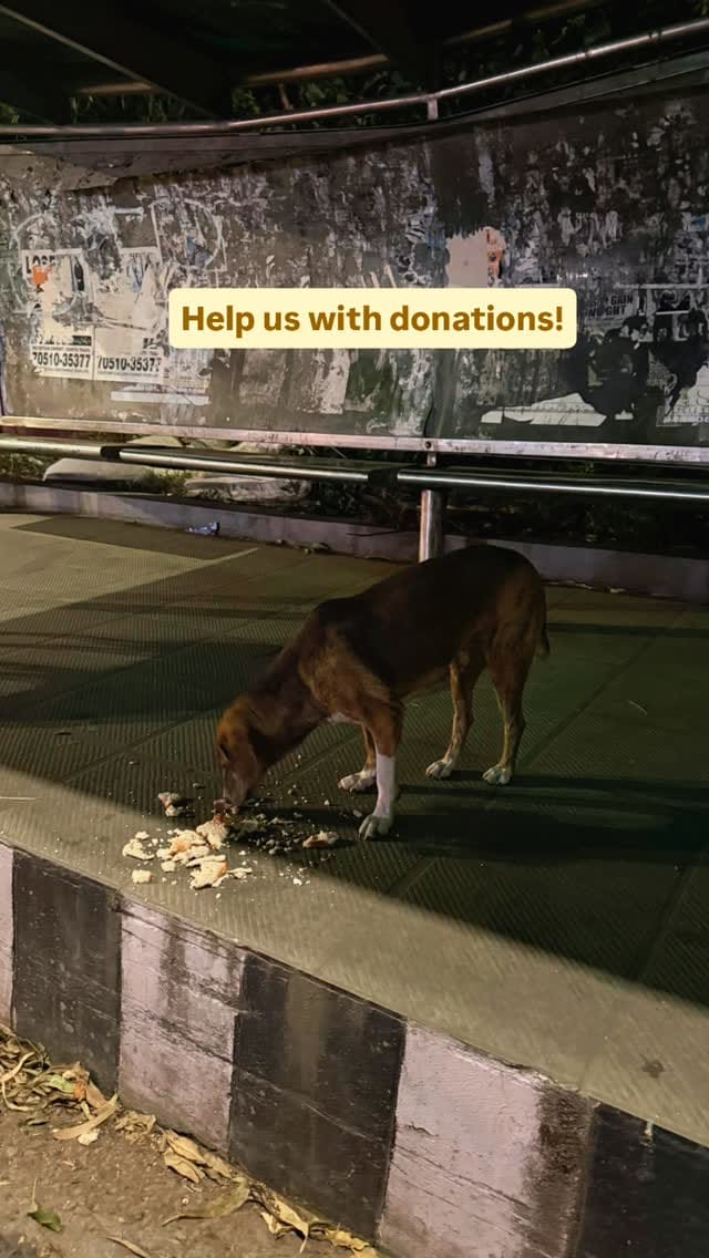 Post 6 by Namrata Hakhoo Shelter Home for Street Animals with Disabilities on Instagram (video)