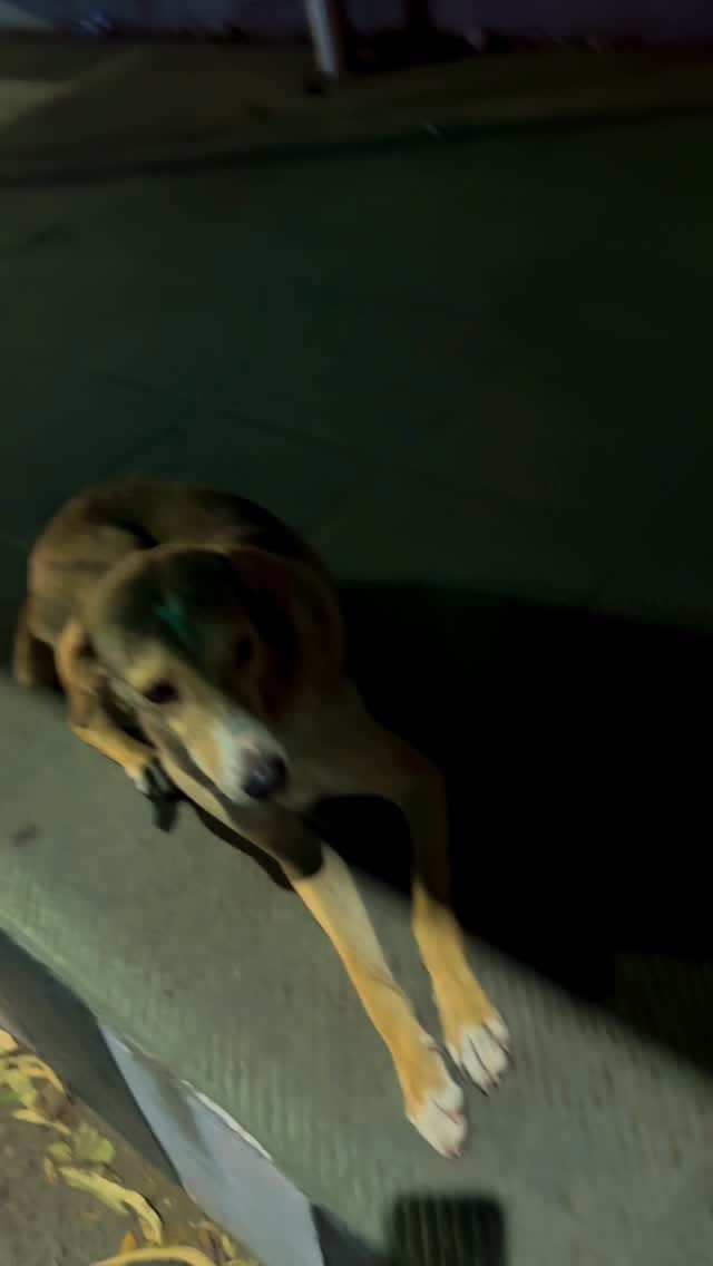 Post 5 by Namrata Hakhoo Shelter Home for Street Animals with Disabilities on Instagram (video)