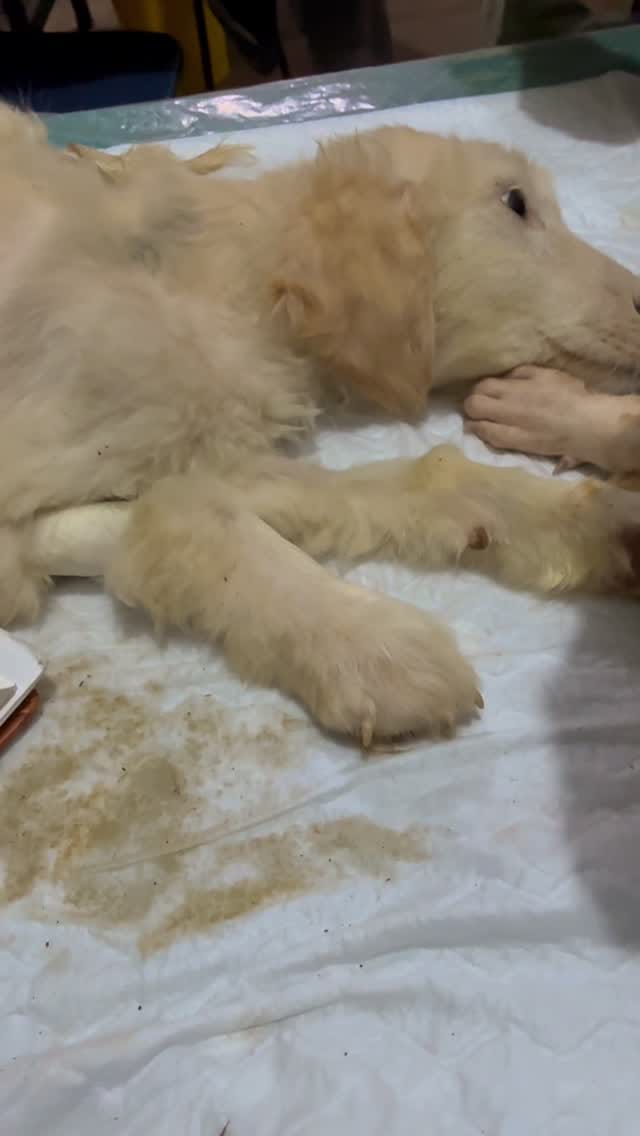 Post 4 by Namrata Hakhoo Shelter Home for Street Animals with Disabilities on Instagram (video)