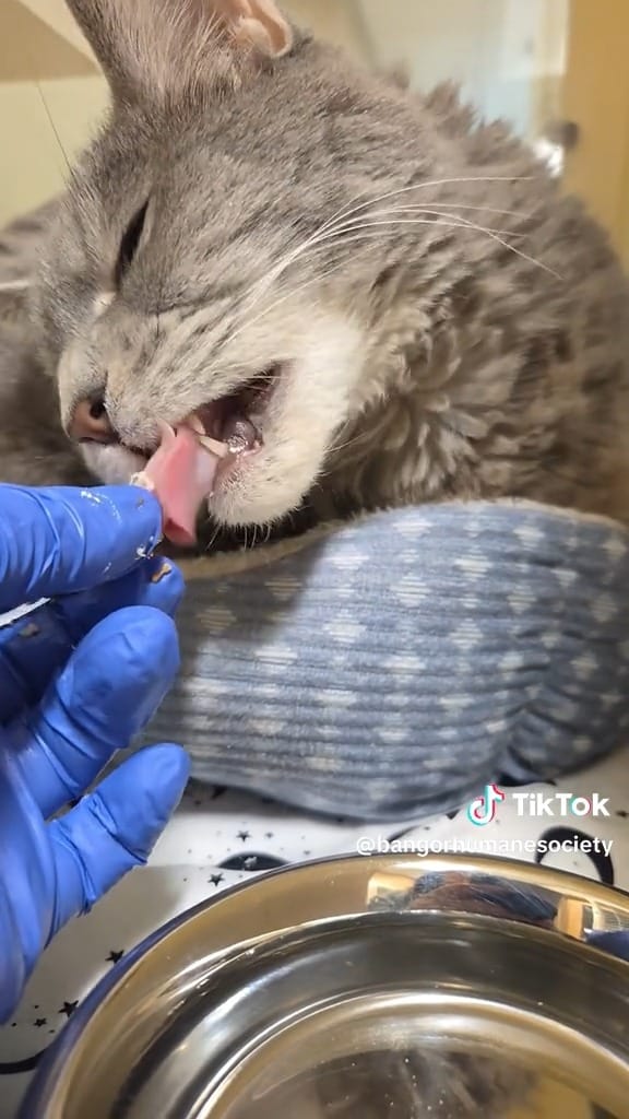 Post 9 by Bangor Humane Society on Instagram (video)