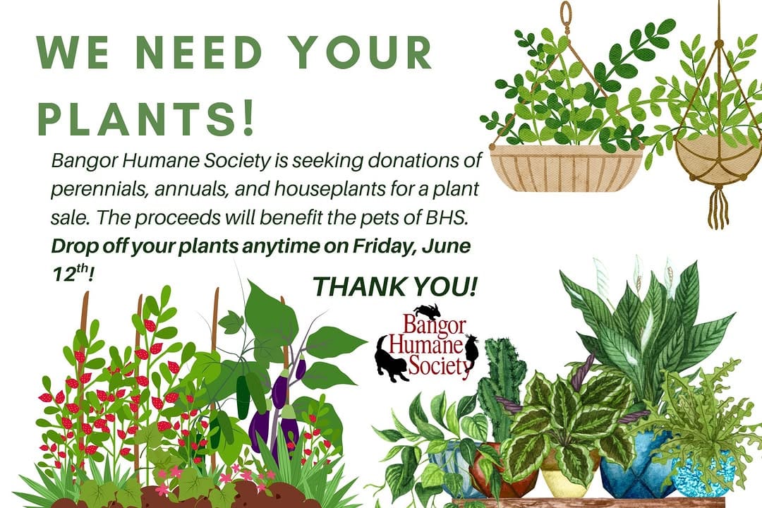 Post 6 by Bangor Humane Society on Instagram (image)