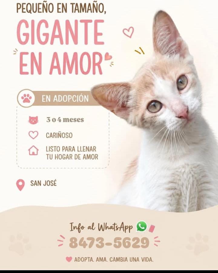 Post 8 by Asociación Refugio ResCat CR on Instagram (carousel)