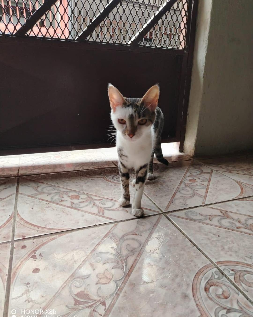 Post 6 by Asociación Refugio ResCat CR on Instagram (carousel)