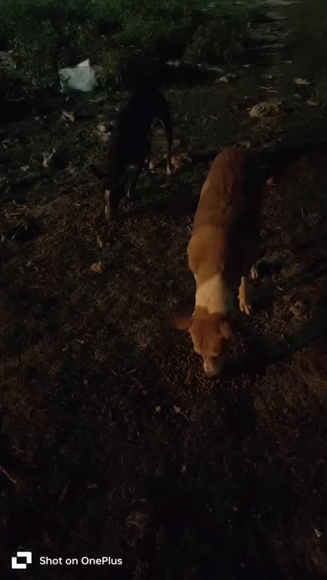 Post 6 by Animals Help on Instagram (video)