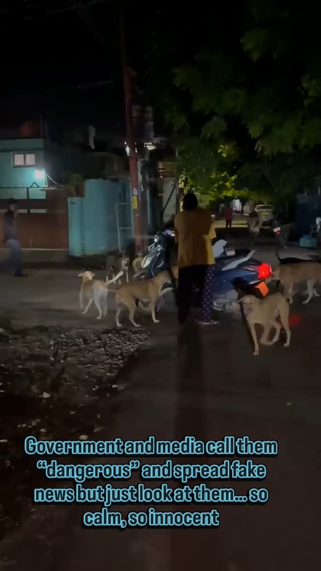 Post 5 by Animals Help on Instagram (video)