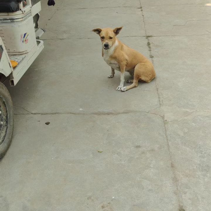 Post 7 by Animals Help on Instagram (carousel)