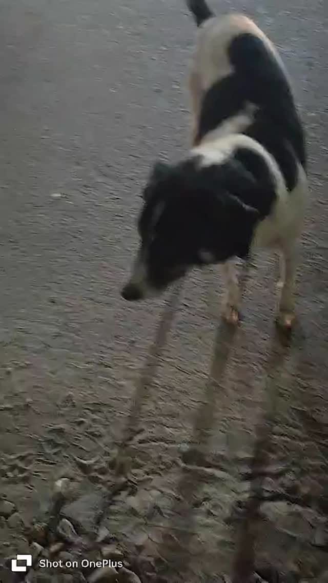 Post 10 by Animals Help on Instagram (video)