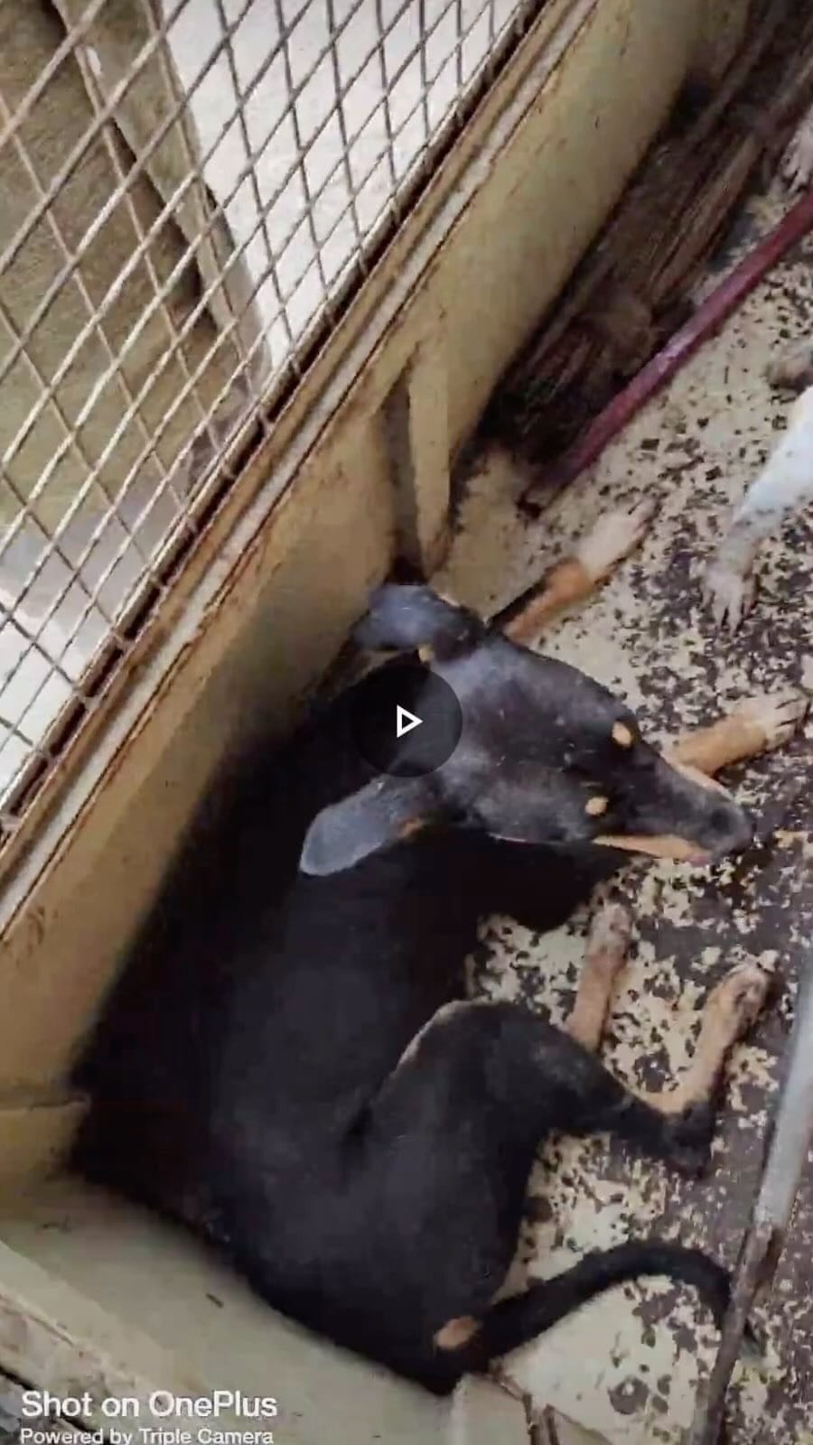 Post 9 by Animals Help on Instagram (video)