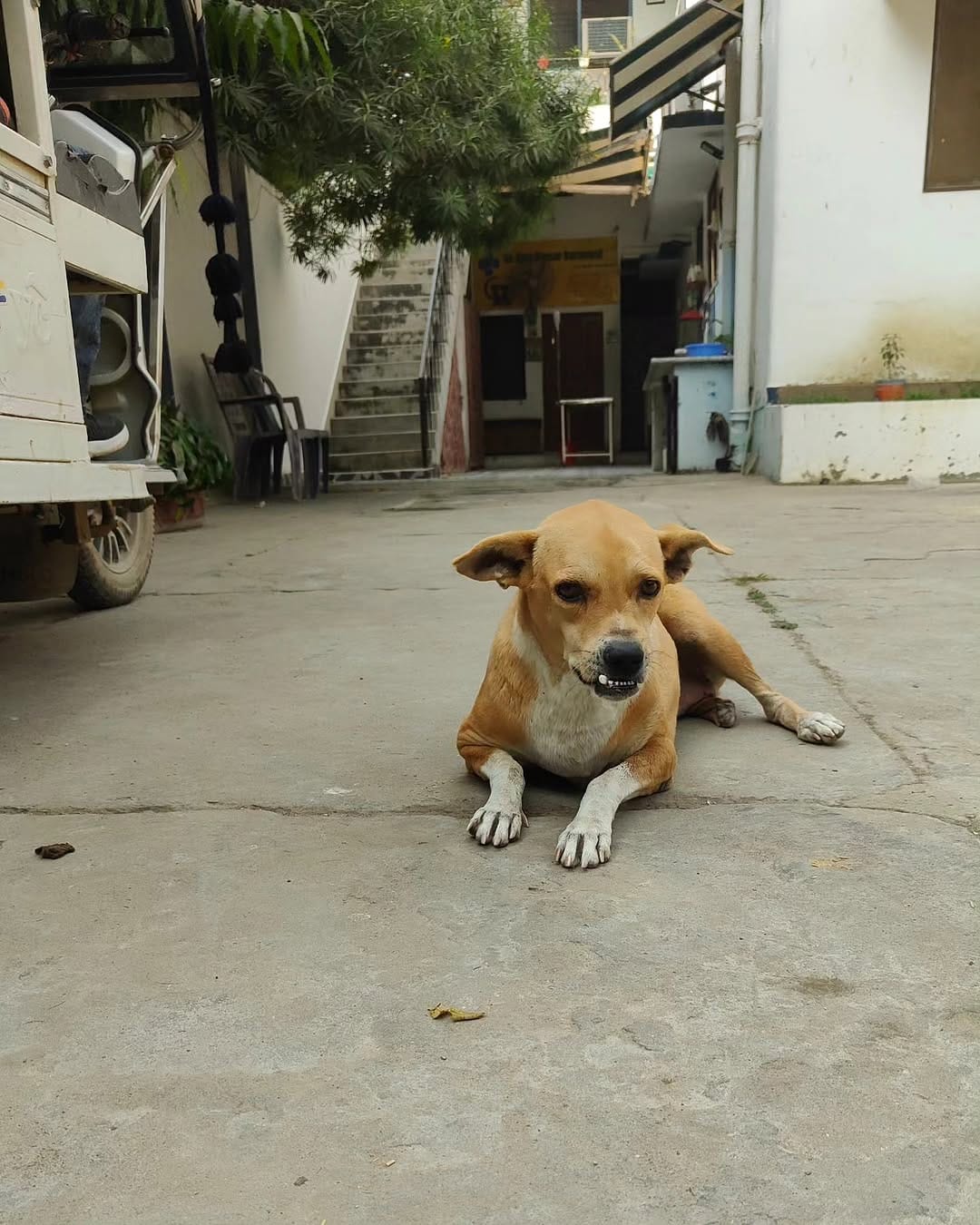 Post 8 by Animals Help on Instagram (carousel)