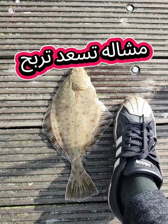 Post 8 by 🎣🎣🐟Assil Fishing🐟🎣🎣🇹🇳 on TikTok (video)