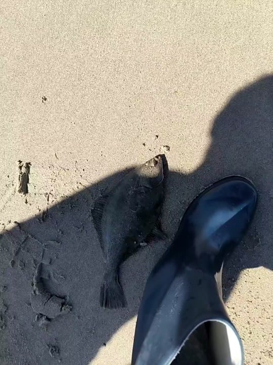 Post 5 by 🎣🎣🐟Assil Fishing🐟🎣🎣🇹🇳 on TikTok (video)