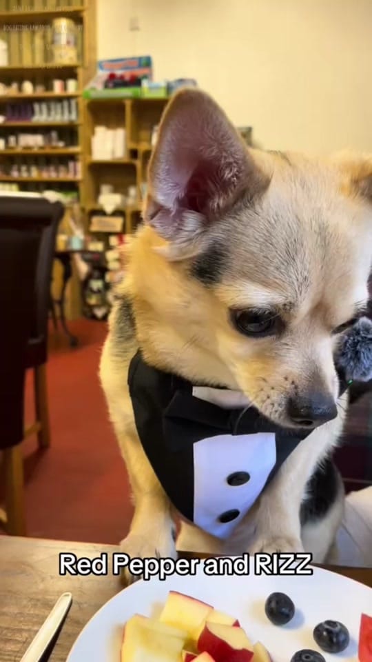 Post 4 by Joanna & Arnie 🚐 🐾 on TikTok (video)
