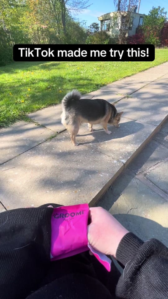 Post 9 by Joanna & Arnie 🚐 🐾 on TikTok (video)