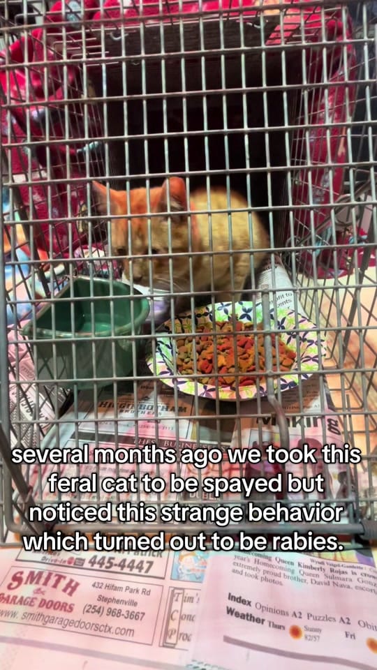 Post 3 by PawsDeleon on TikTok (video)