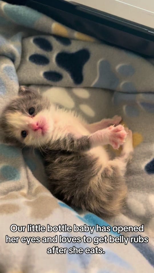 Post 7 by PawsDeleon on TikTok (video)
