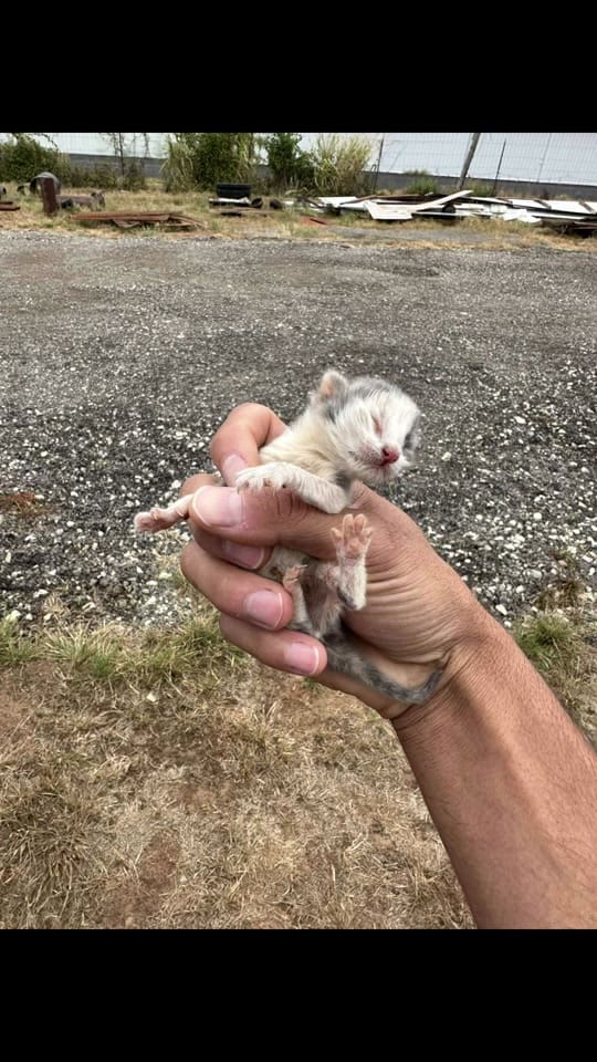 Post 6 by PawsDeleon on TikTok (video)