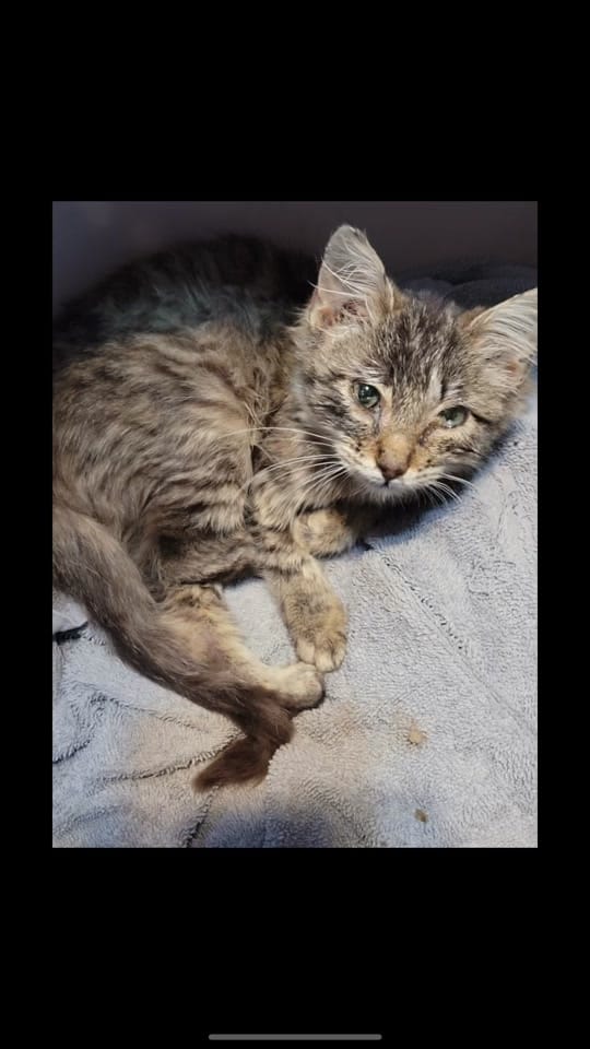 Post 4 by PawsDeleon on TikTok (video)