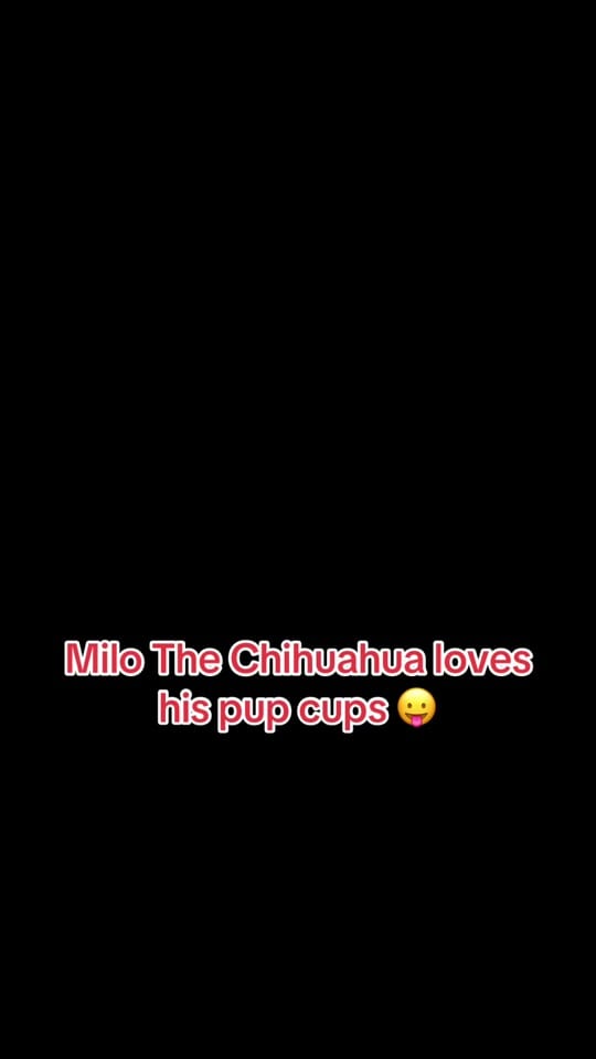 Post 1 by Dog and His Boomer on TikTok (video)