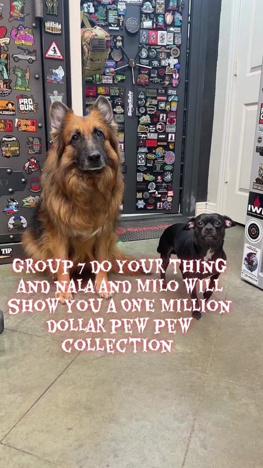 Post 10 by Dog and His Boomer on TikTok (video)