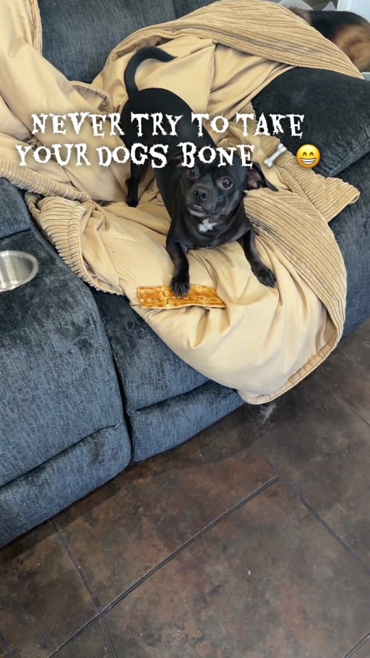 Post 8 by Dog and His Boomer on TikTok (video)