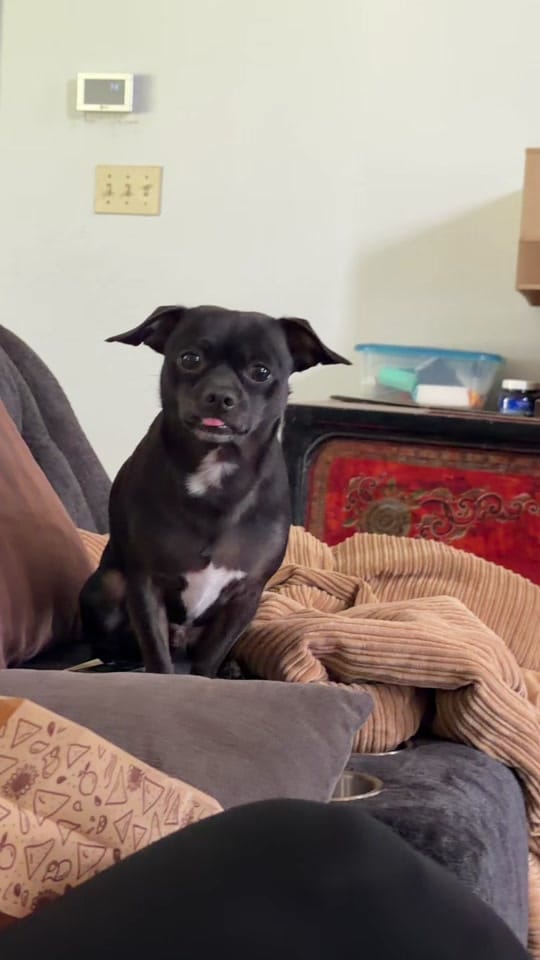 Post 3 by Dog and His Boomer on TikTok (video)