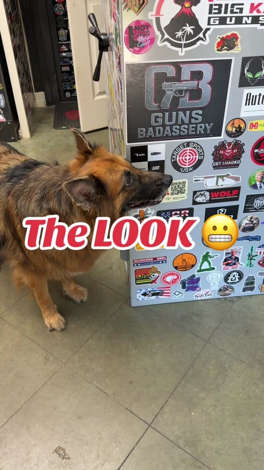 Post 5 by Dog and His Boomer on TikTok (video)