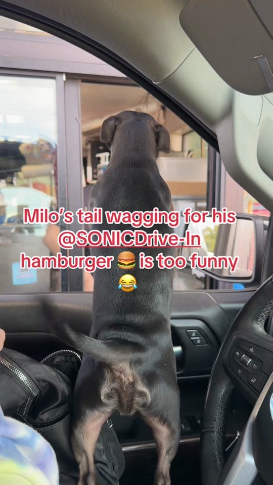 Post 7 by Dog and His Boomer on TikTok (video)