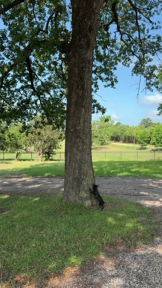 Post 2 by Dog and His Boomer on TikTok (video)