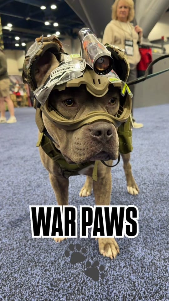 Post 4 by Dog and His Boomer on TikTok (video)