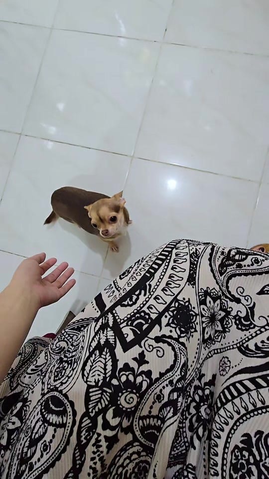 Post 8 by Chihuahua Ville PH on TikTok (video)