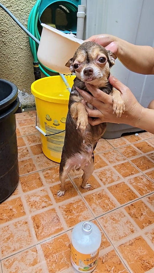 Post 2 by Chihuahua Ville PH on TikTok (video)