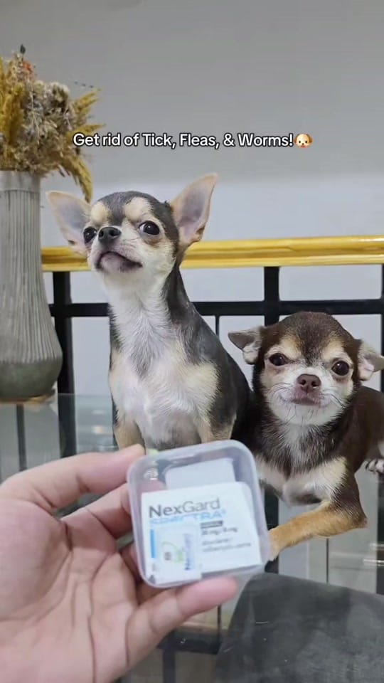Post 3 by Chihuahua Ville PH on TikTok (video)
