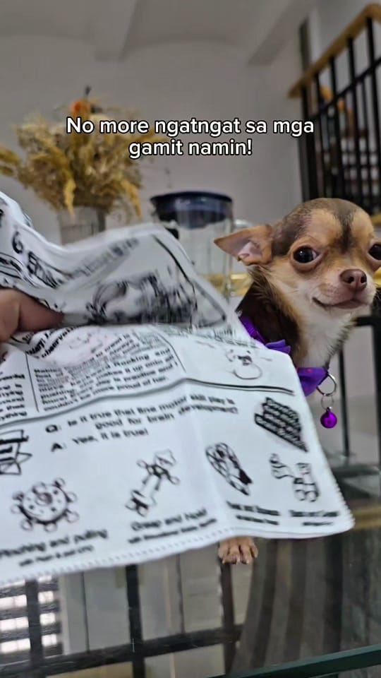 Post 10 by Chihuahua Ville PH on TikTok (video)