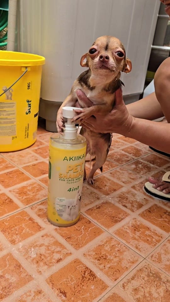 Post 6 by Chihuahua Ville PH on TikTok (video)