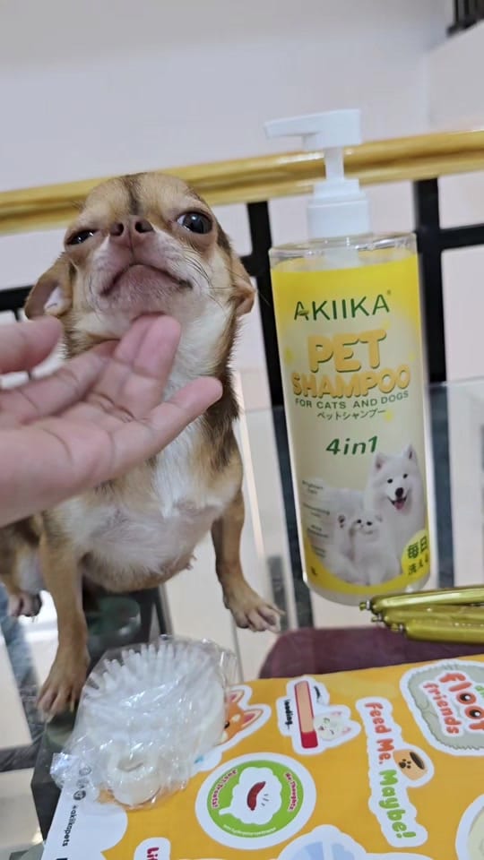 Post 7 by Chihuahua Ville PH on TikTok (video)