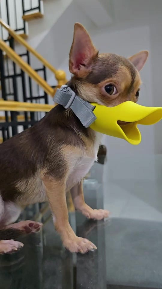 Post 9 by Chihuahua Ville PH on TikTok (video)