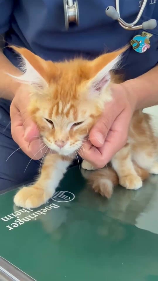 Post 2 by Dott. Leonardo Amato on TikTok (video)