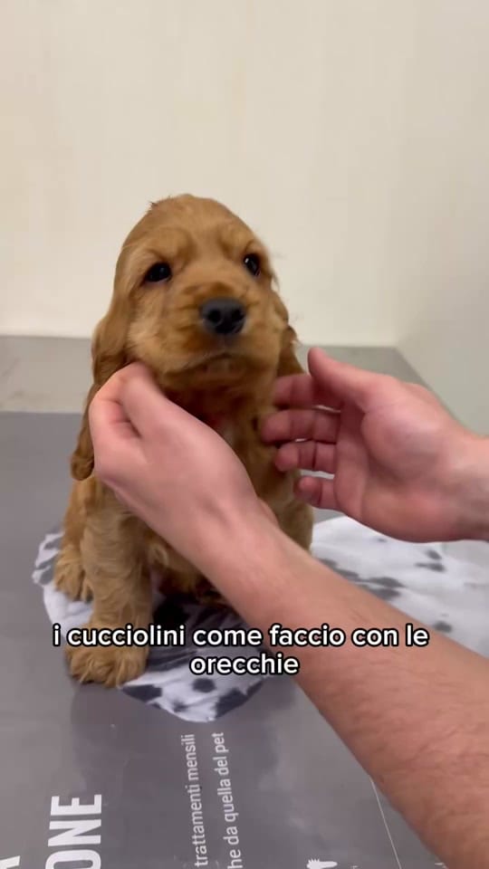 Post 9 by Dott. Leonardo Amato on TikTok (video)