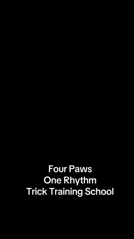 Post 5 by Wellington Chihuahua 🦔 on TikTok (video)