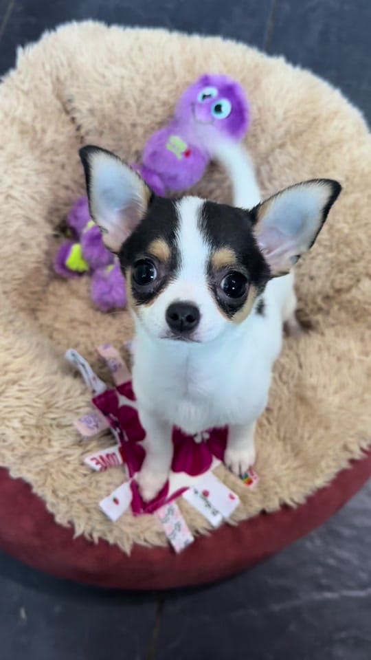Post 2 by Wellington Chihuahua 🦔 on TikTok (video)