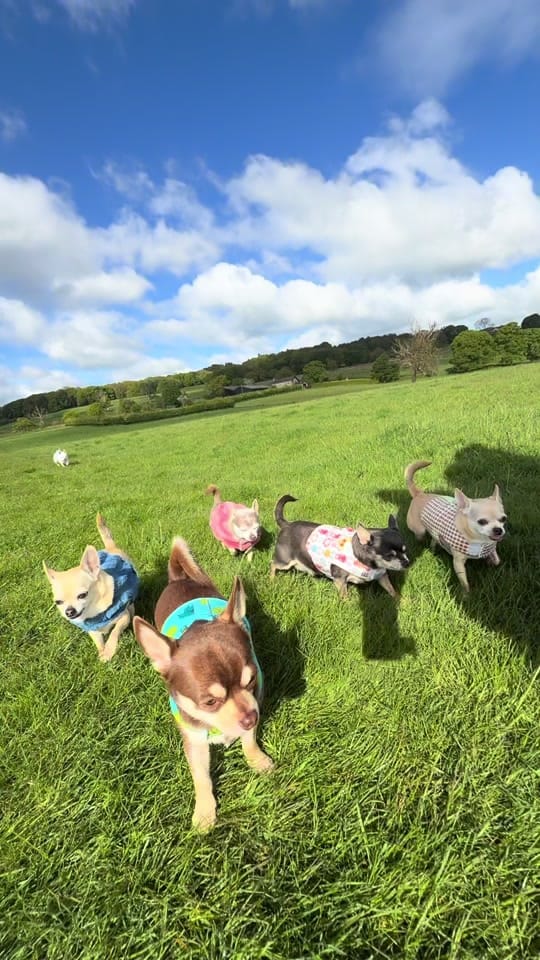 Post 1 by Wellington Chihuahua 🦔 on TikTok (video)