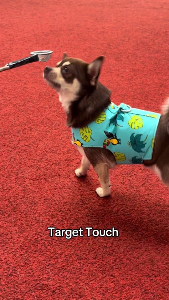 Post 10 by Wellington Chihuahua 🦔 on TikTok (video)