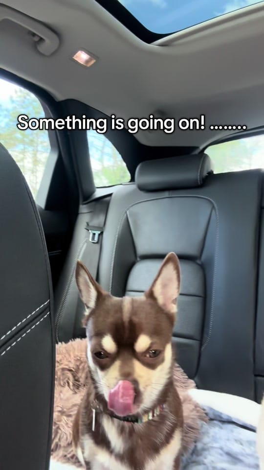 Post 3 by Wellington Chihuahua 🦔 on TikTok (video)