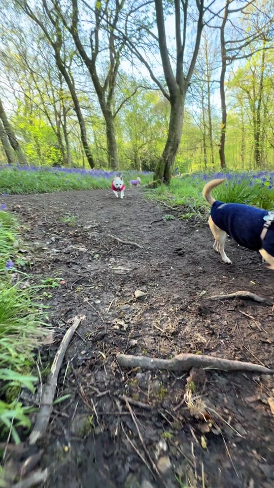 Post 6 by Wellington Chihuahua 🦔 on TikTok (video)