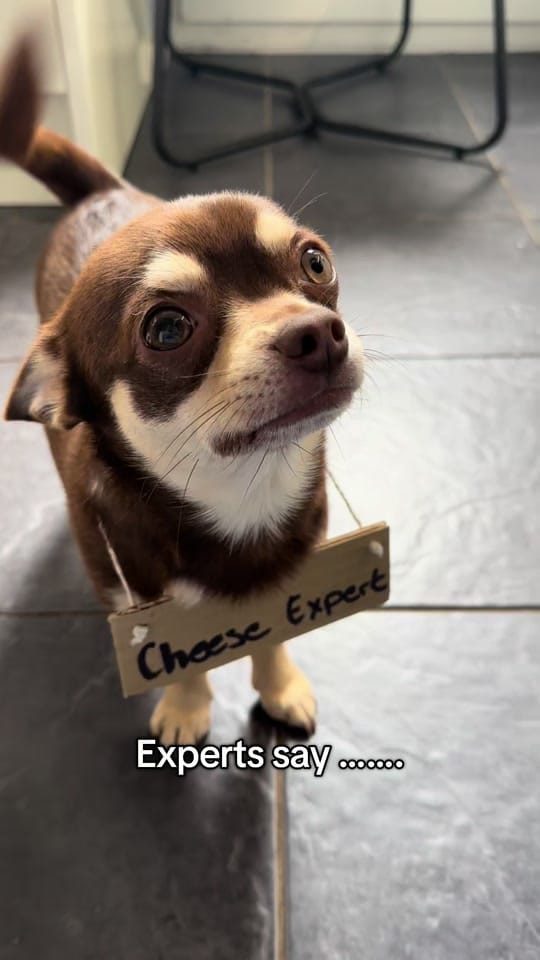 Post 9 by Wellington Chihuahua 🦔 on TikTok (video)